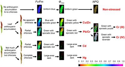 Perspective of Monitoring Heavy Metals by Moss Visible Chlorophyll Fluorescence Parameters